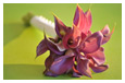 Bridesmaids's Bouquets